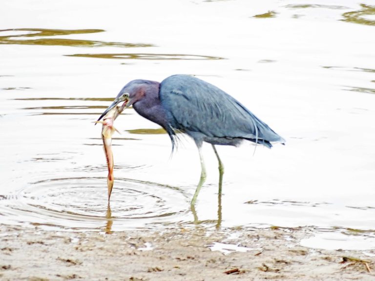 blue heron