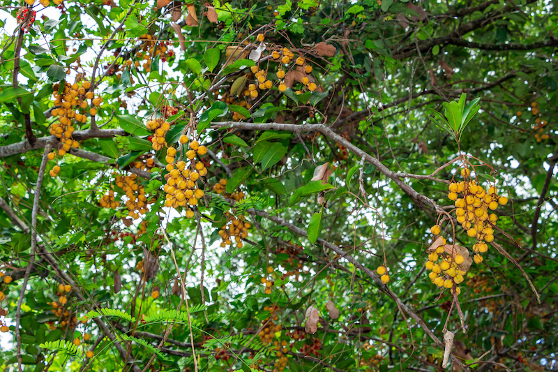 carrotwood tree