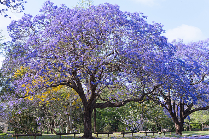 jacaranda tree