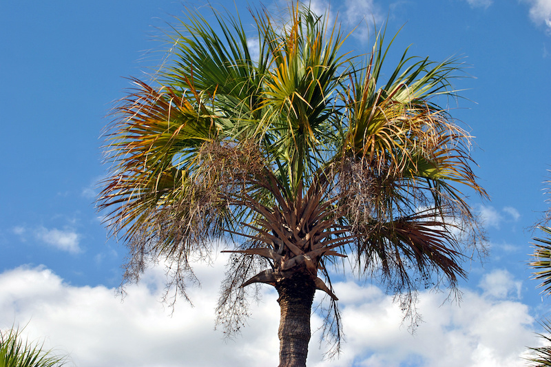 Mexican fan palm