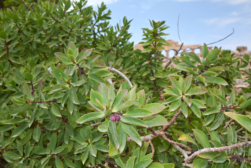 myoporum