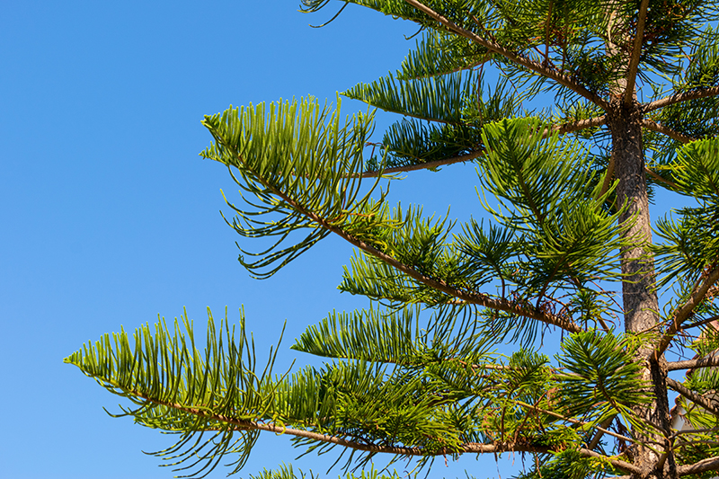 Norfolk pine tree