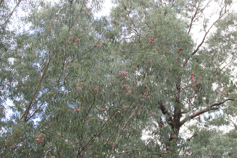 Red Ironbark Eucalyptus