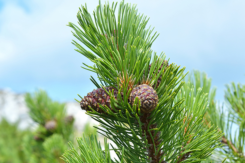 Scrub pine tree