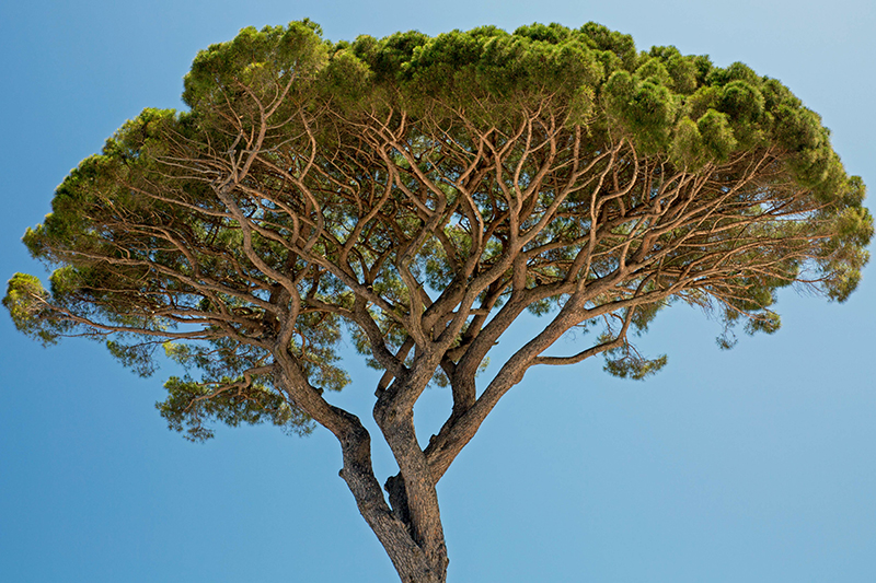 stone pine tree