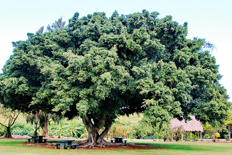 Weeping Chinese Banyan Tree photo