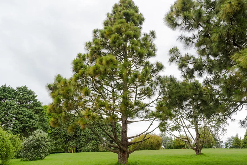 Canary Island Pine Tree