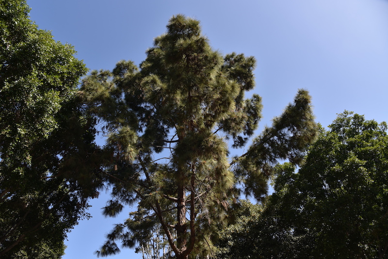 Canary Island Pine Tree