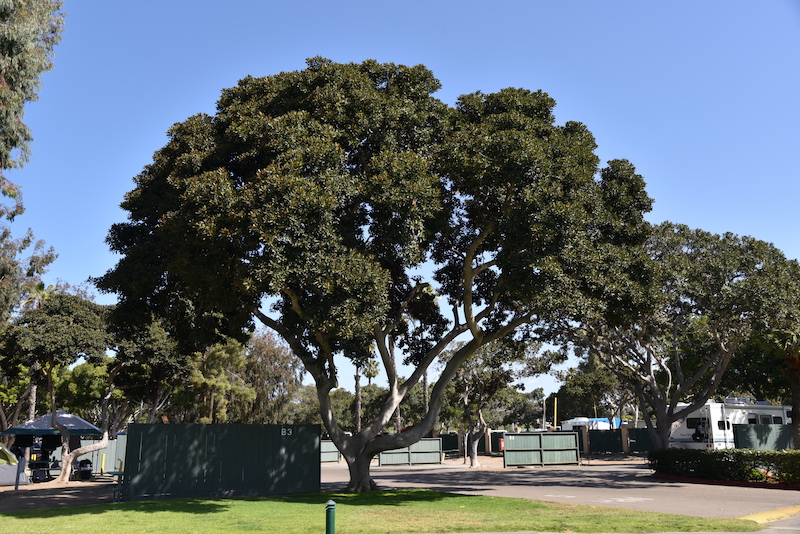 Rusty Fig Leaf Tree